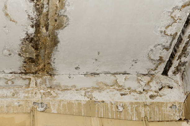 Best Water Damage & Mold Remediation  in Happy Valley, CA