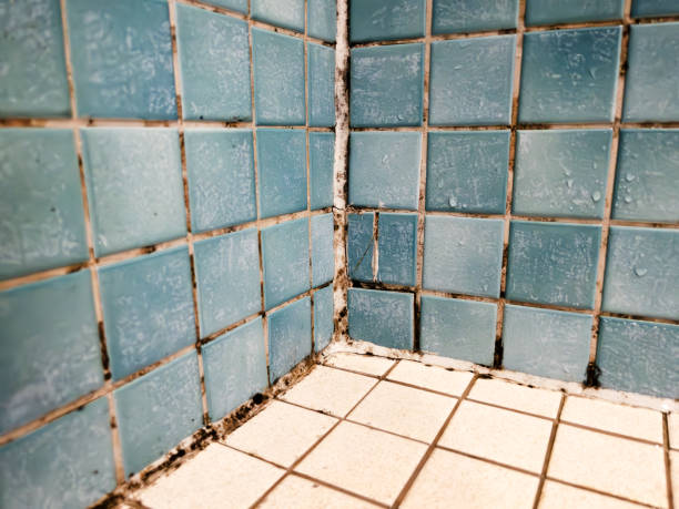 Best Mold Prevention Services  in Happy Valley, CA