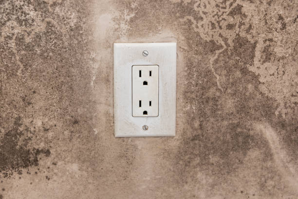Best Mold Damage Restoration  in Happy Valley, CA