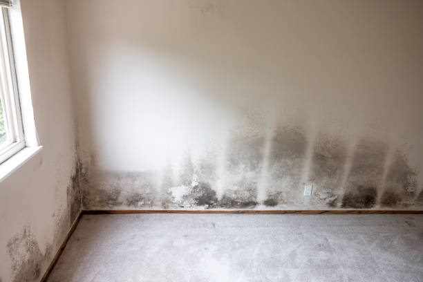 Best Mold-Related Health Consultation  in Happy Valley, CA