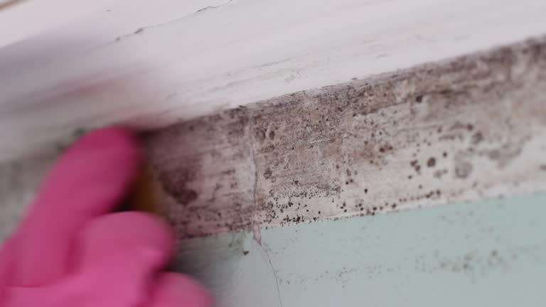 Best Airborne Mold Testing  in Happy Valley, CA